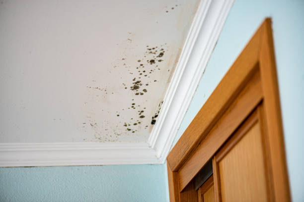 Hayfork, CA Mold Remediation Company