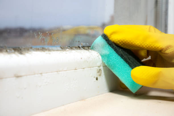 Best Mold Testing and Inspection Services in Hayfork, CA