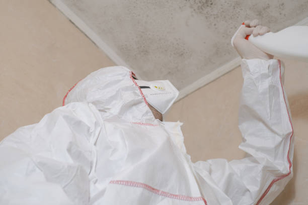 Best Post-Flood Mold Remediation in Hayfork, CA