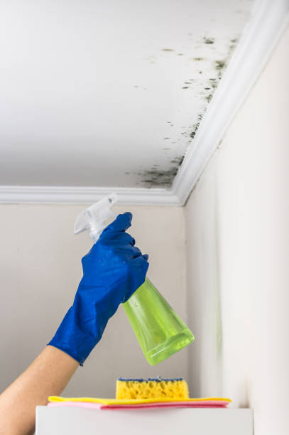 Best Mold Remediation for Schools in Hayfork, CA
